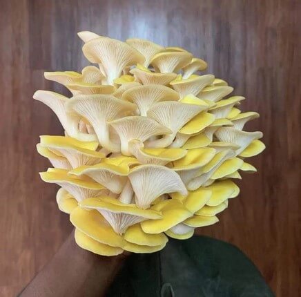 oyster mushroom