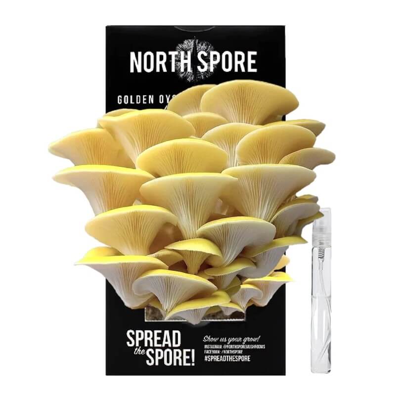 North Spore Golden Oyster 'Spray & Grow' Mushroom Growing Kit