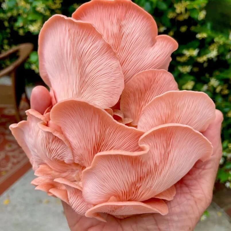 oyster mushroom