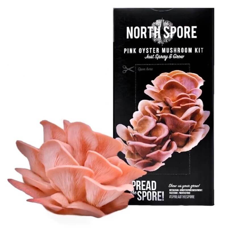North Spore Pink Oyster 'Spray & Grow' Mushroom Growing Kit