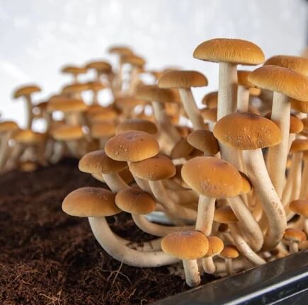 bundle boomr mushroom growing monotub starter kit